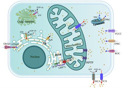 Calcium Ions Signaling: Targets for Attack and Utilization by Viruses